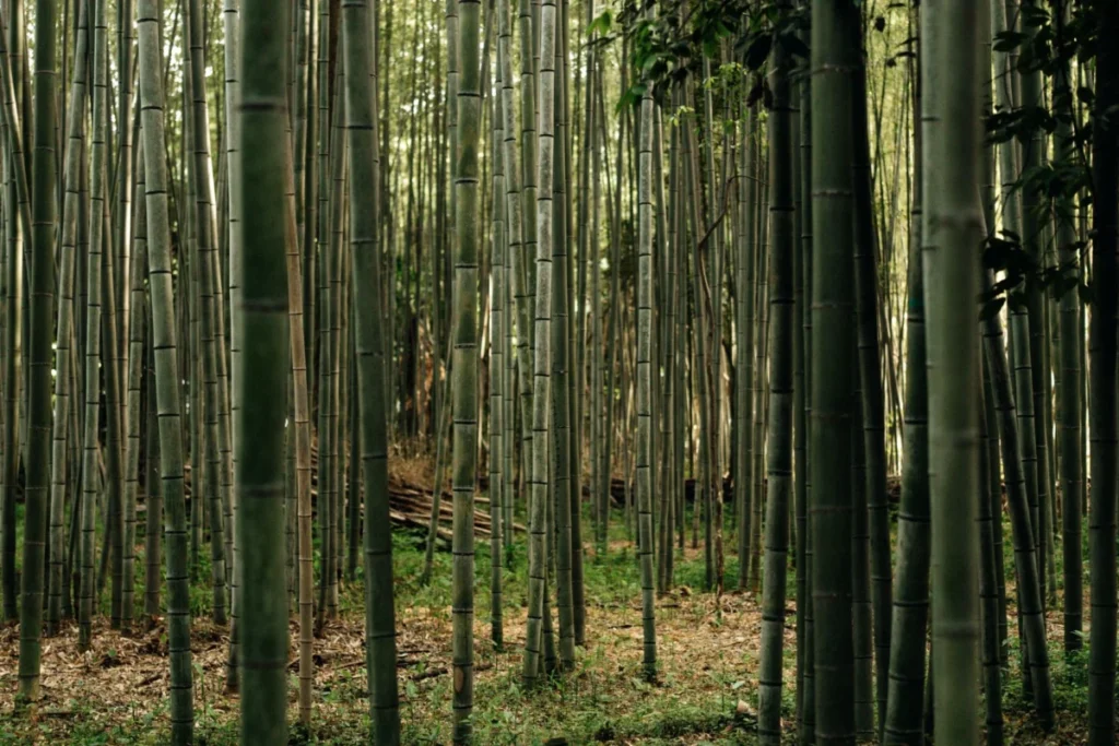 Arashiyama