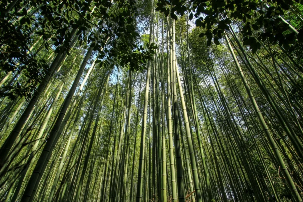 Arashiyama