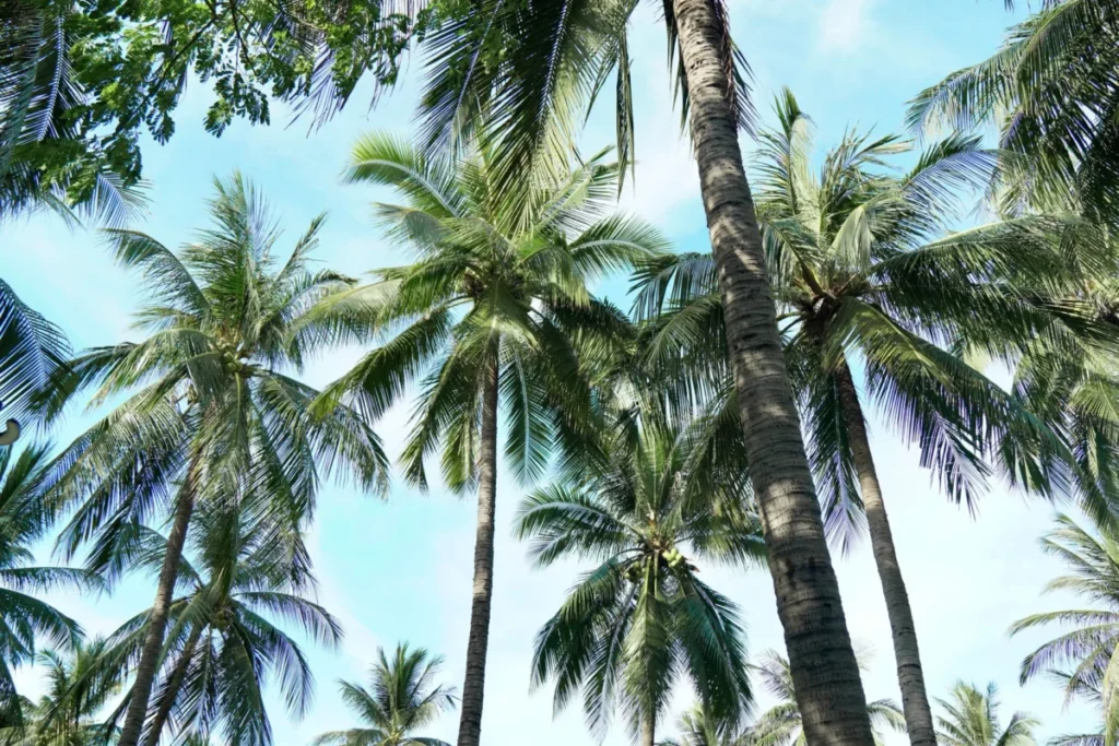 Coconut Grove
