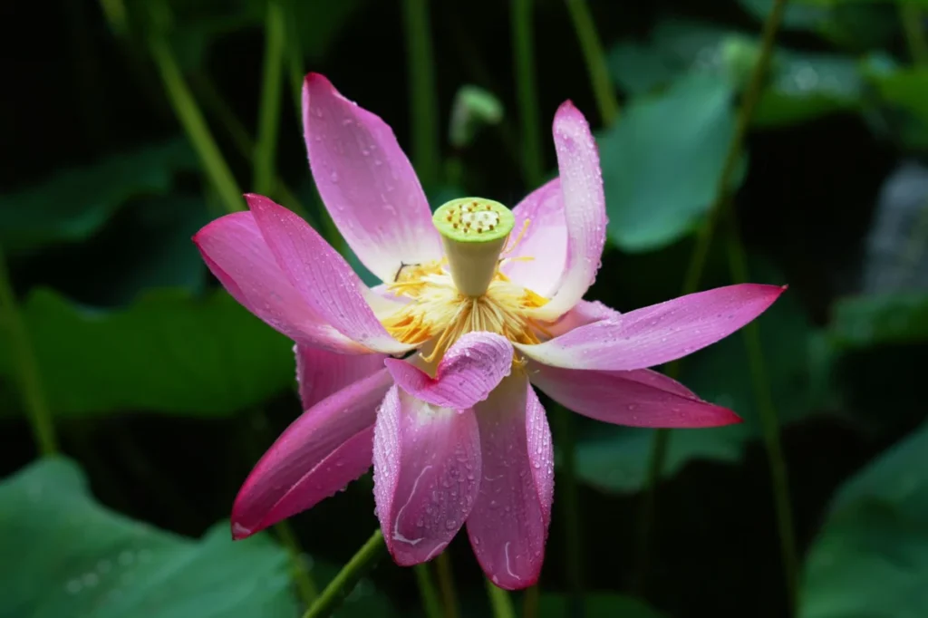 Flor de Lotus (Flor de Lótus)