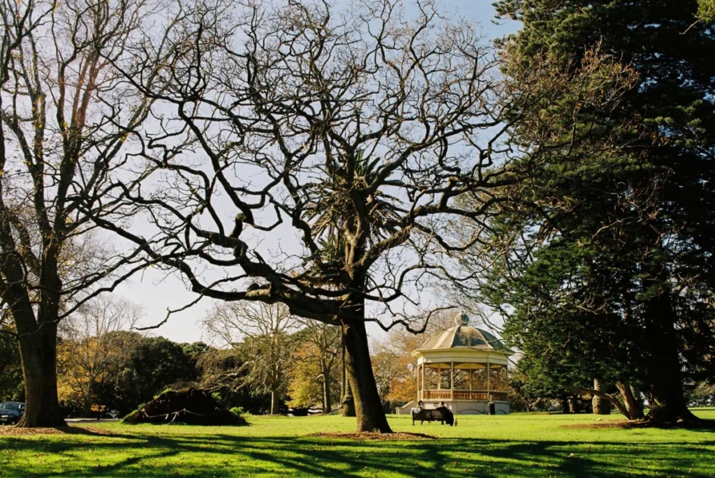 Grey Lynn