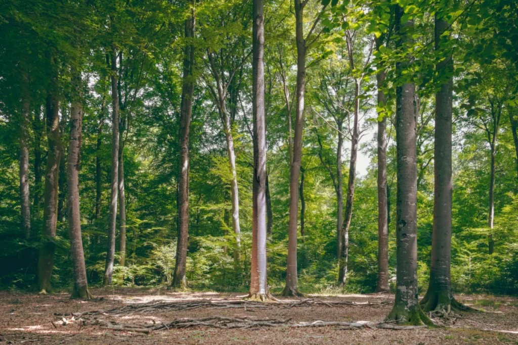 Greenwich (Grunewald)