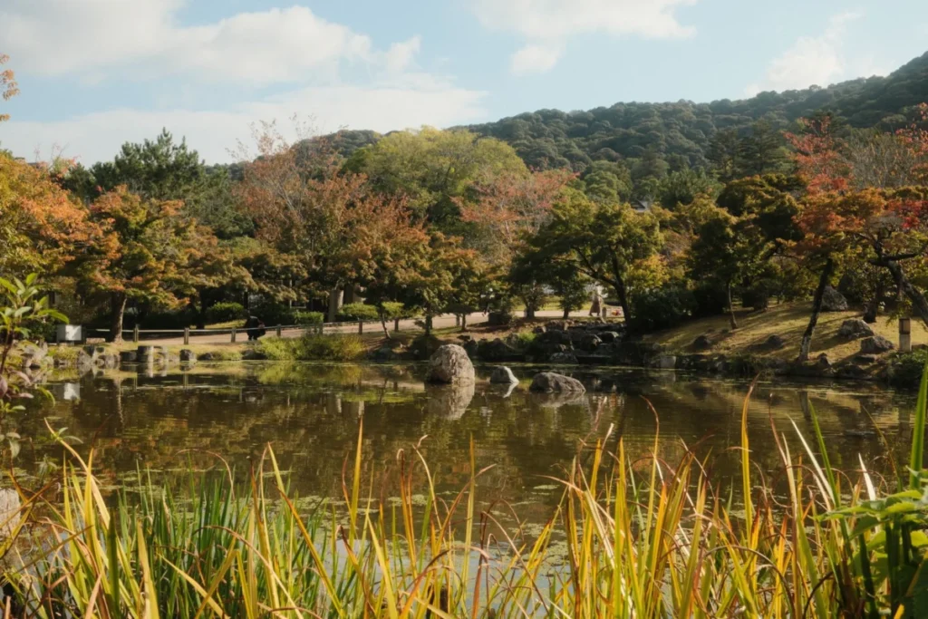 Katsura (桂)
