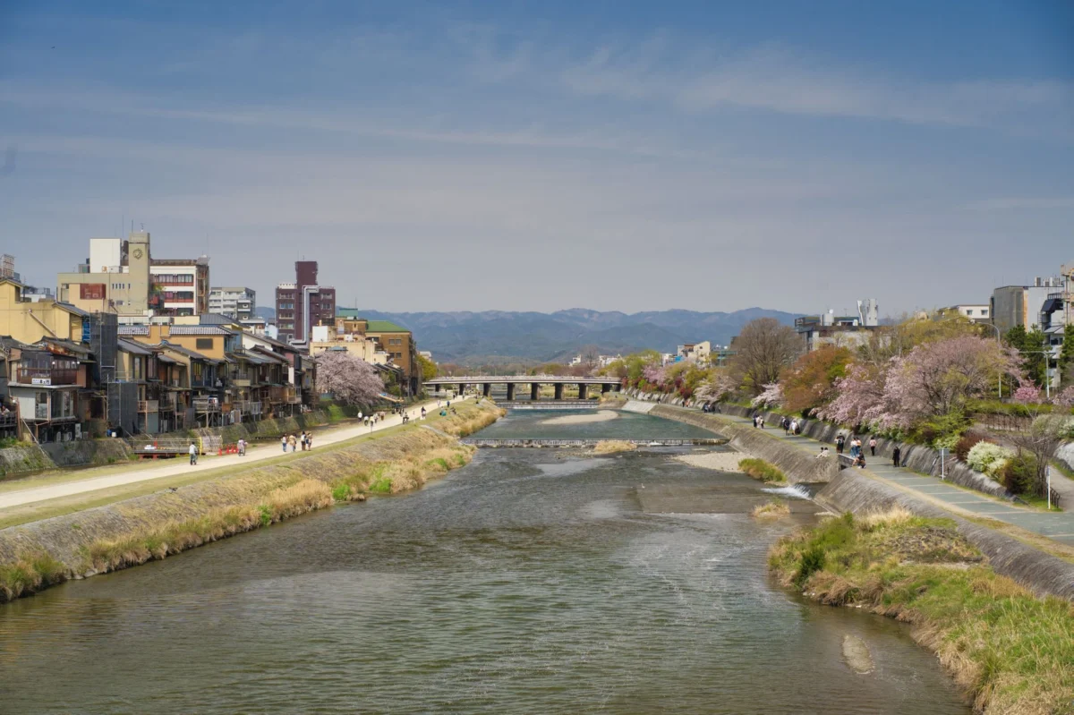 Cherry blossoms in bloom with Kyoto's skyline