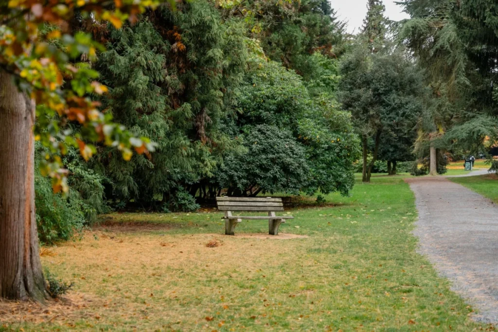Madrona