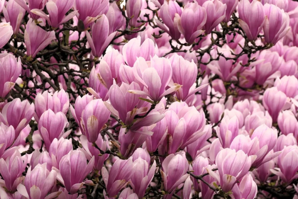 Magnolia