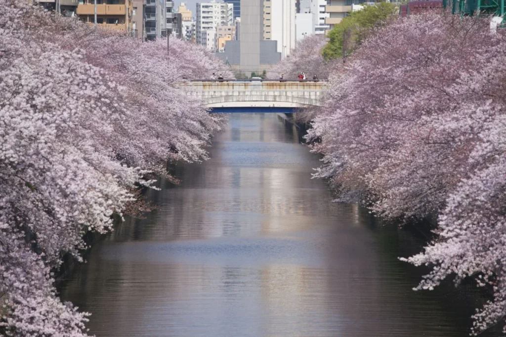 Nakameguro (中目黒)