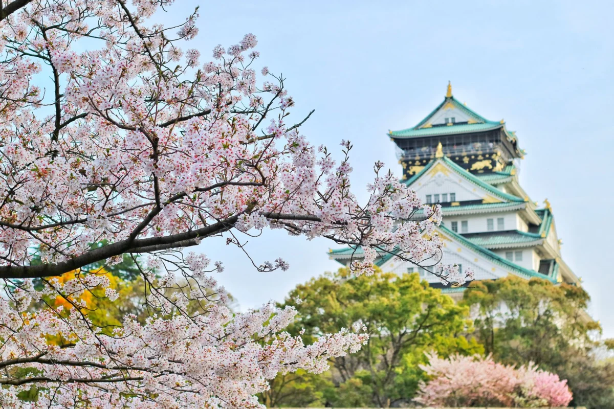Cherry blossoms along Osaka canal with couples strolling