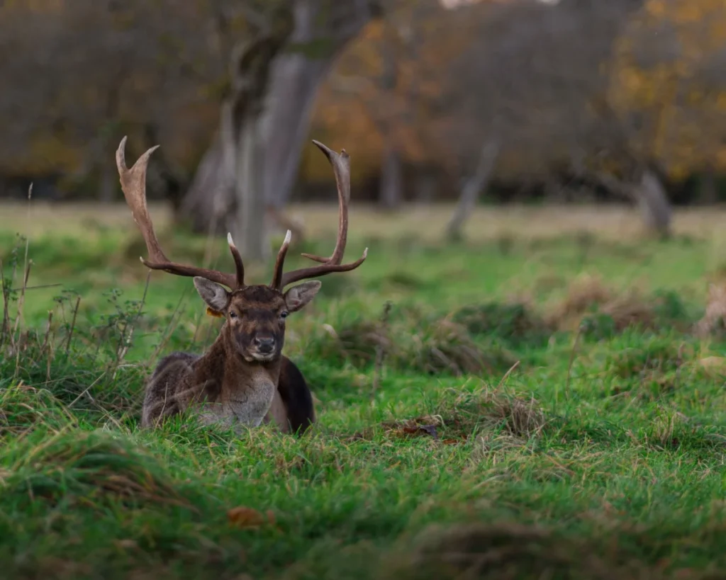 Phoenix Park