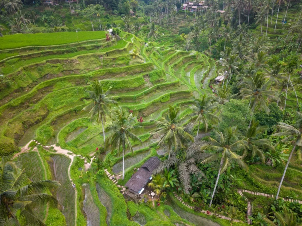 Tegallalang