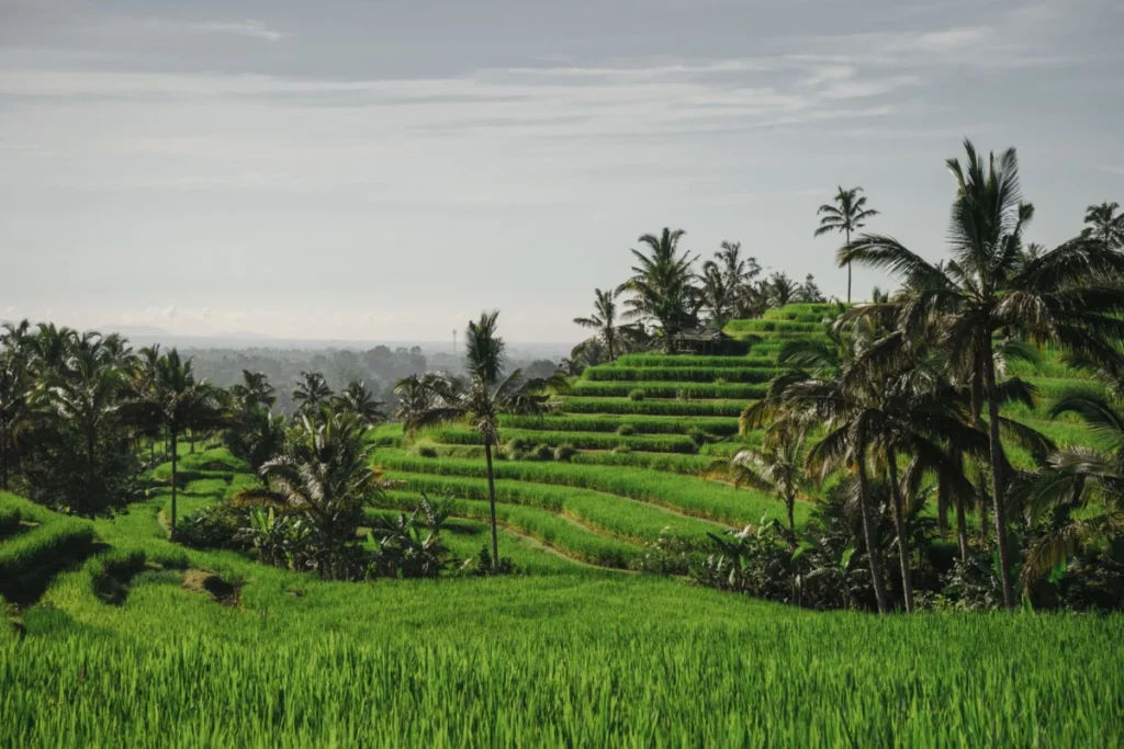 Tegallalang