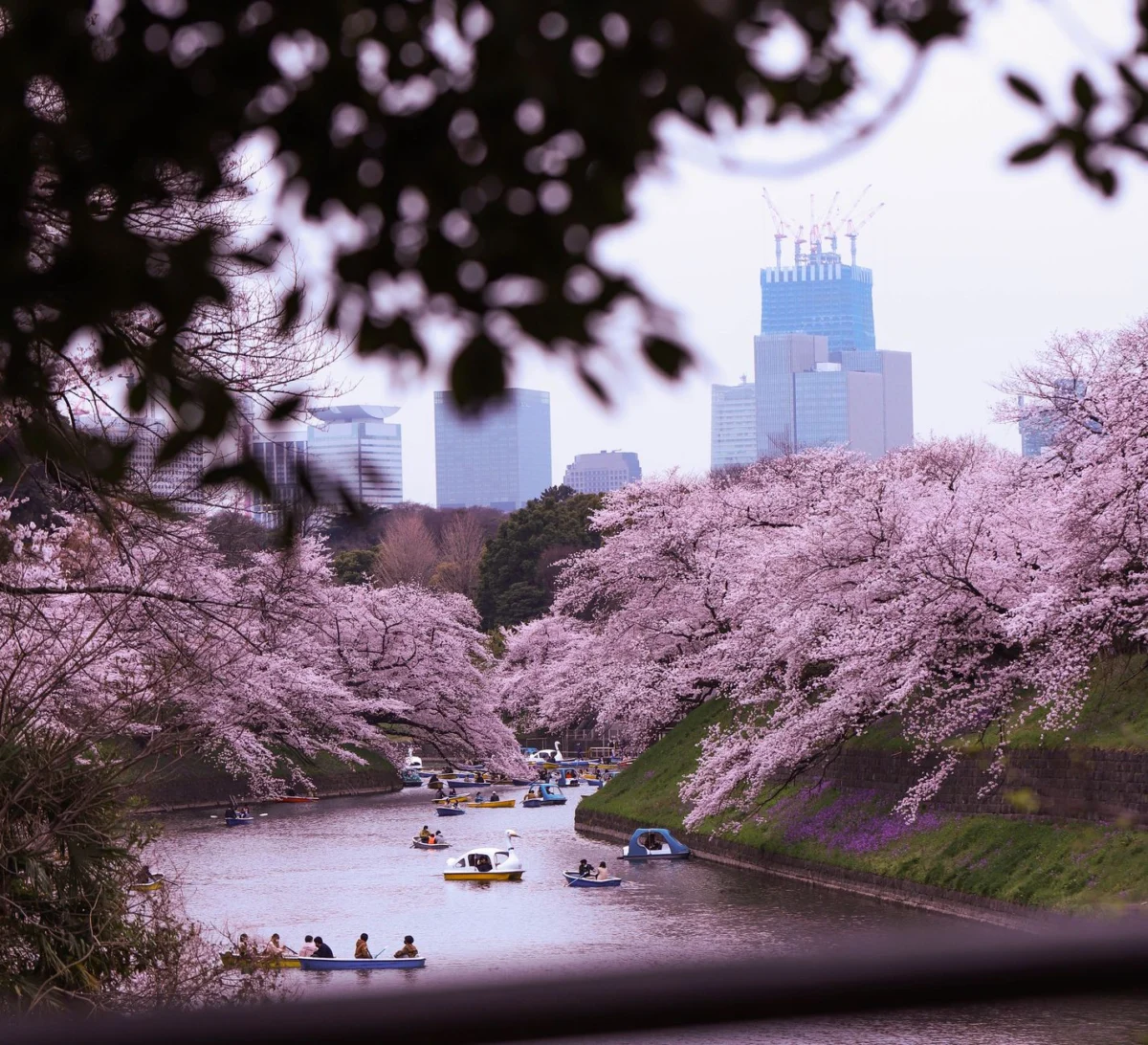 View of Tokyo skyline with cherry blossoms in the foreground
