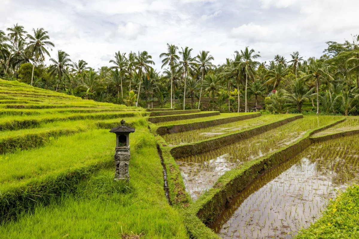 Romantic view of rice terraces in Ubud, Bali at sunset