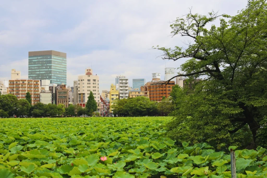 Ueno (上野)