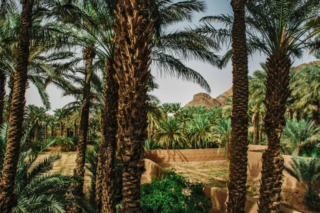 Al Ula Oasis