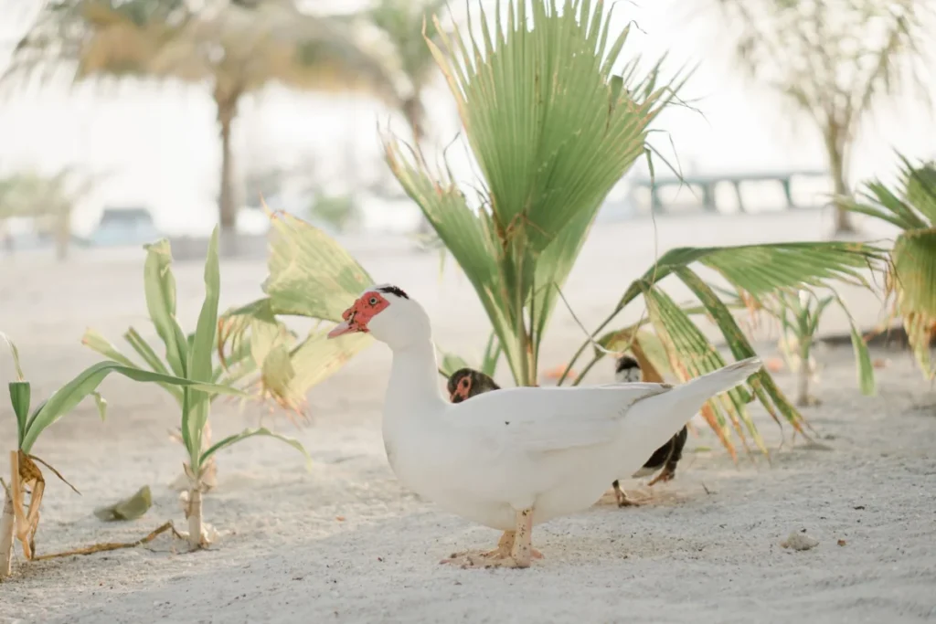 Amwaj Islands