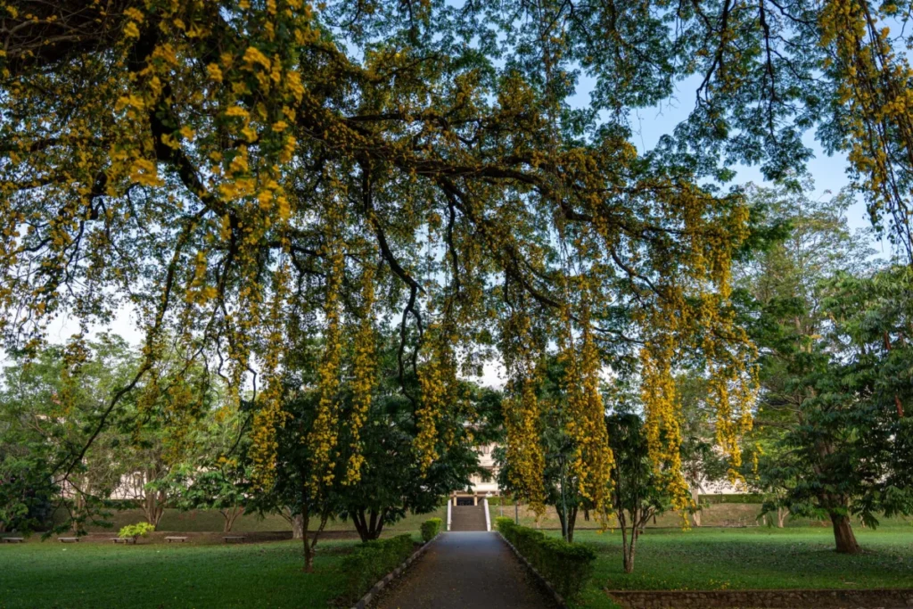 Bahir Dar University