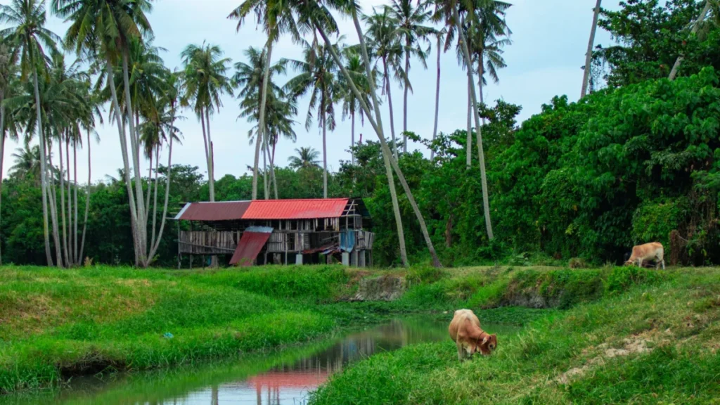 Balik Pulau
