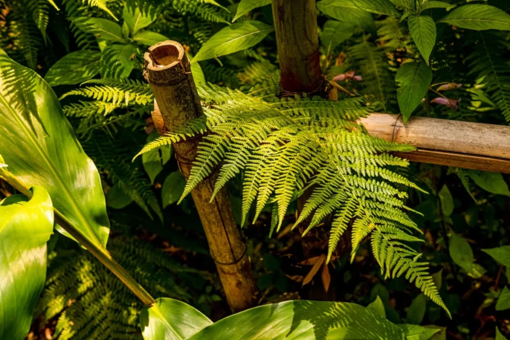 Bamboo Ridge