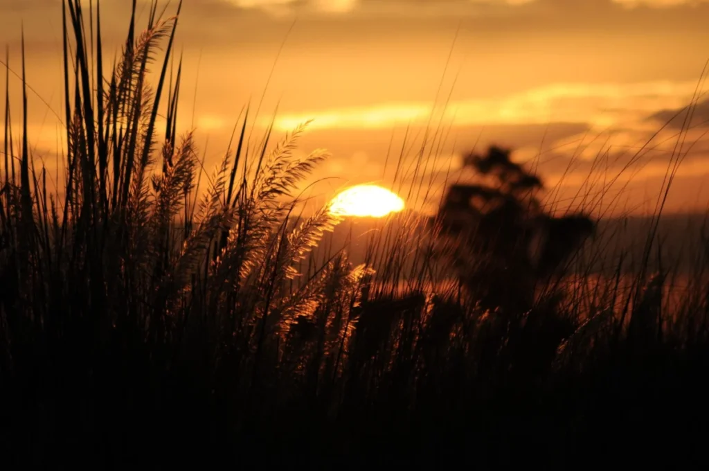 Canefield