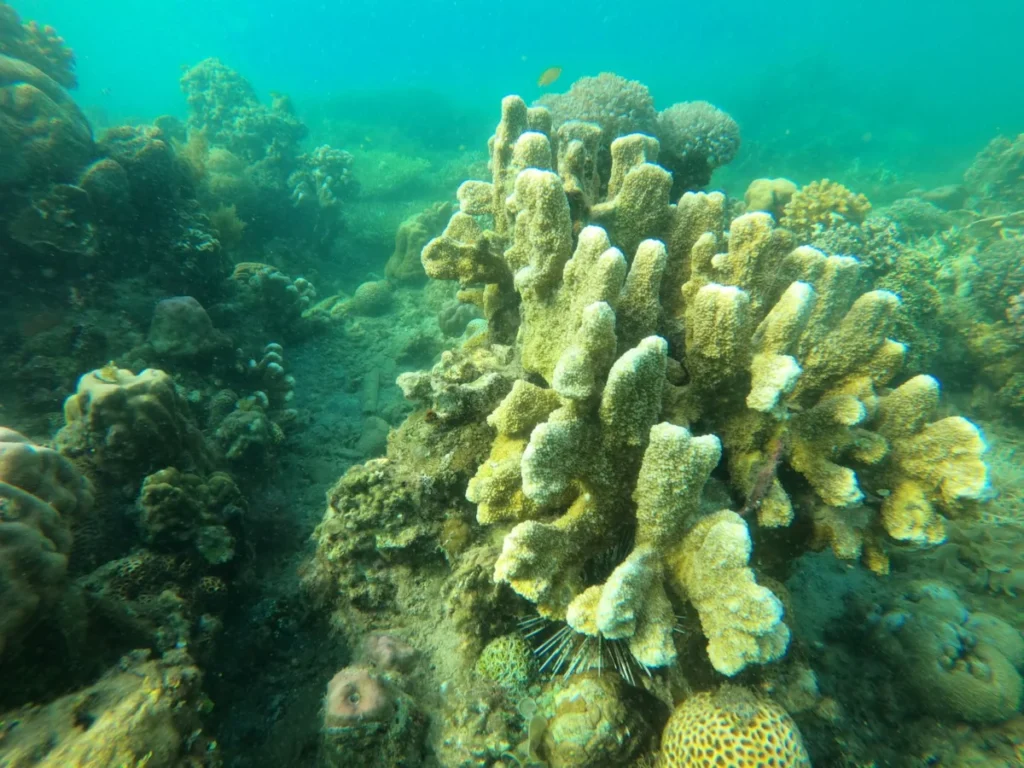 Coral Gardens