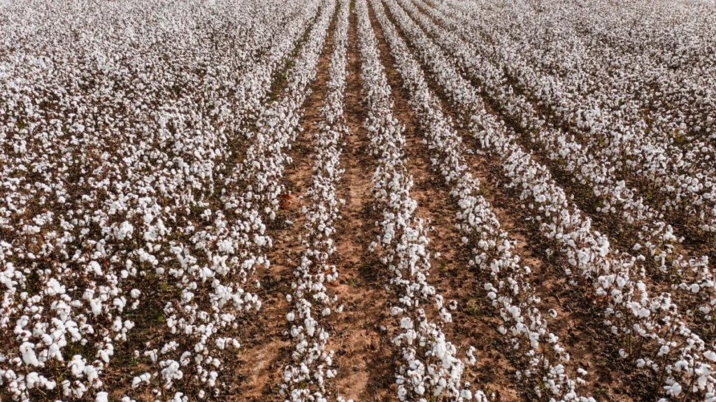 Cotton Ground