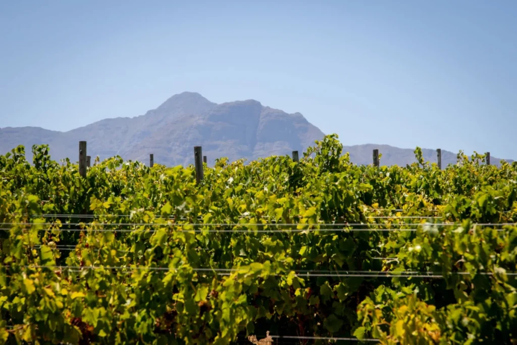 Constantia