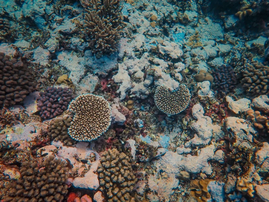 Coral Gardens