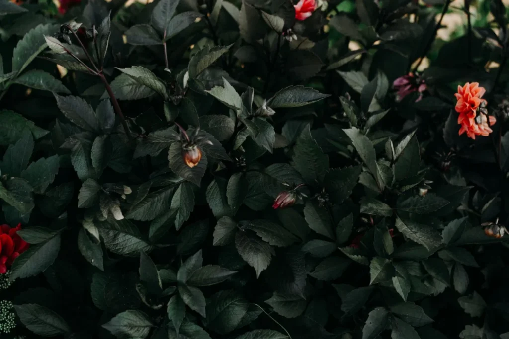 Dark Garden (Pimeaed)
