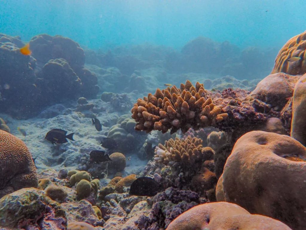 Eastern Coral Strip