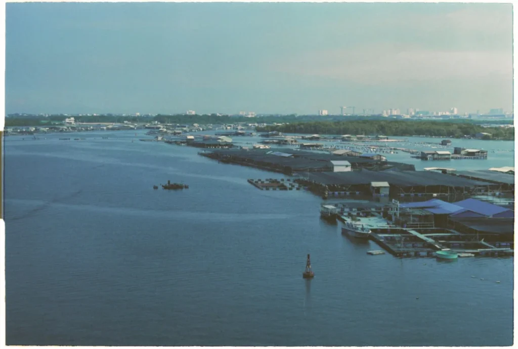Jelutong