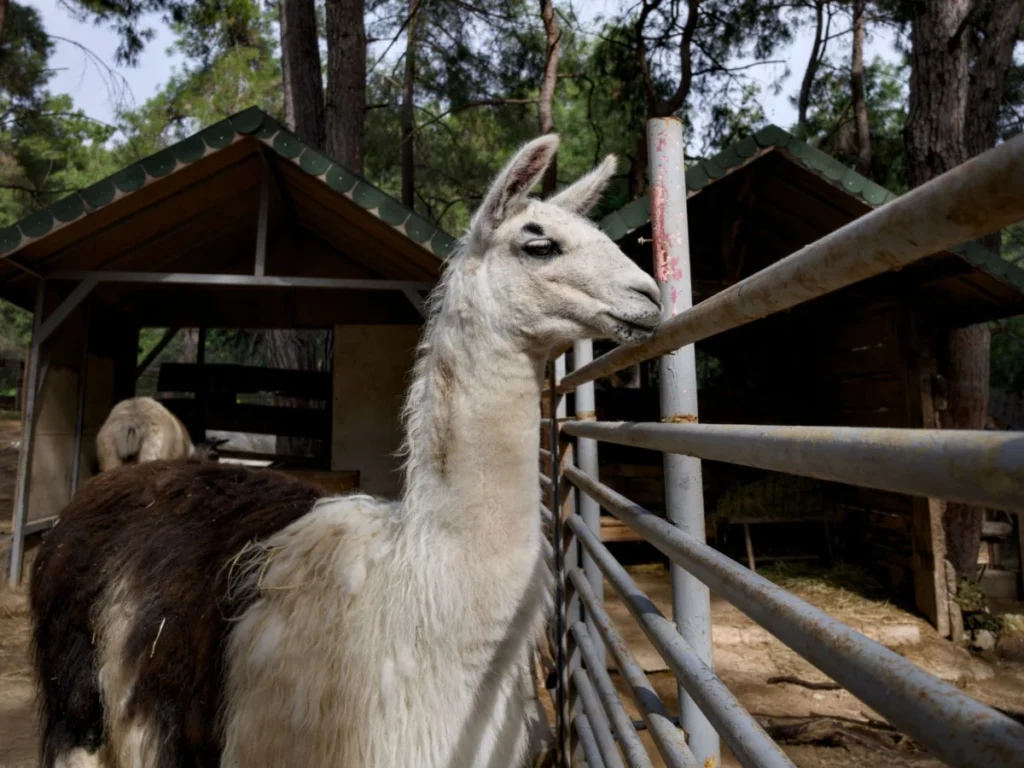 Lama-Tessi