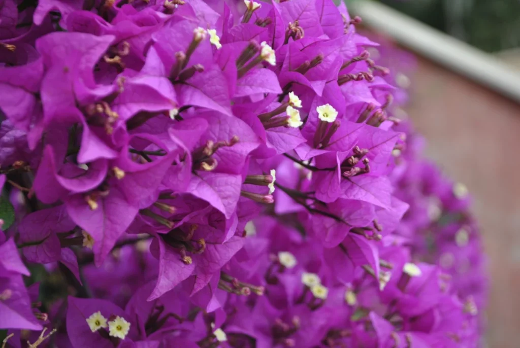Magenta