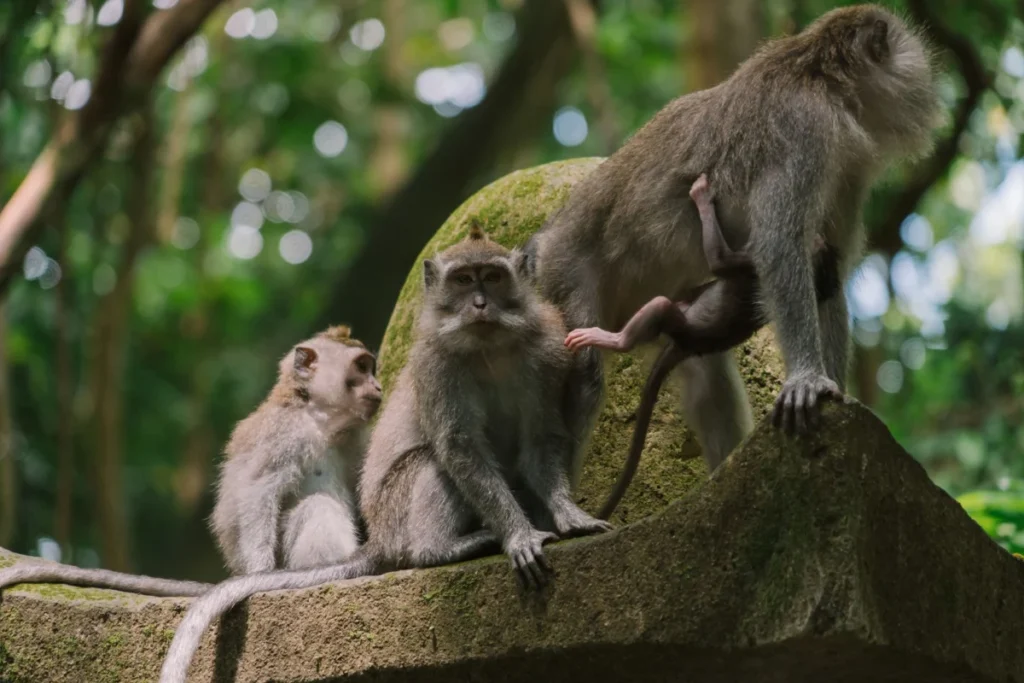 Monkey Forest (Mandala Suci Wenara Wana)