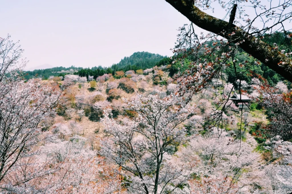 Mt. Yoshino (吉野山)
