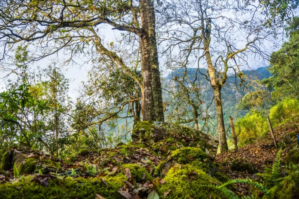 Mulanje Mountain