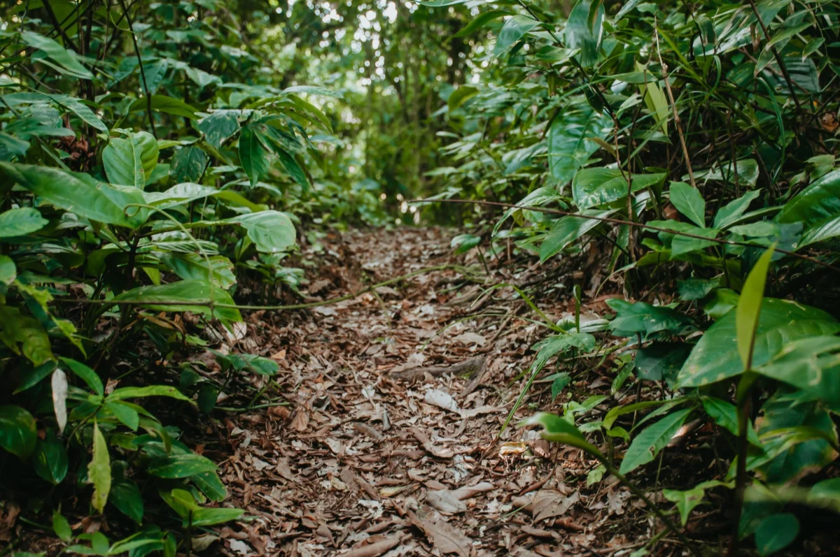 Scenic view of hiking trails in Munda