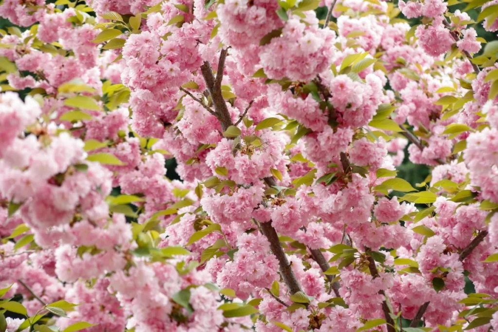 Nakajima Park (中島公園)