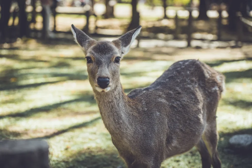 Nara Park (奈良公園)