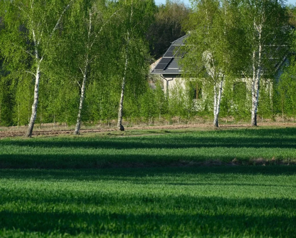Narva Green (Roheline)