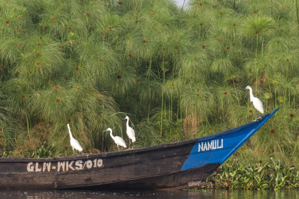 Source of the Nile Area