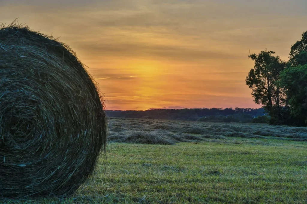 Paget Farm