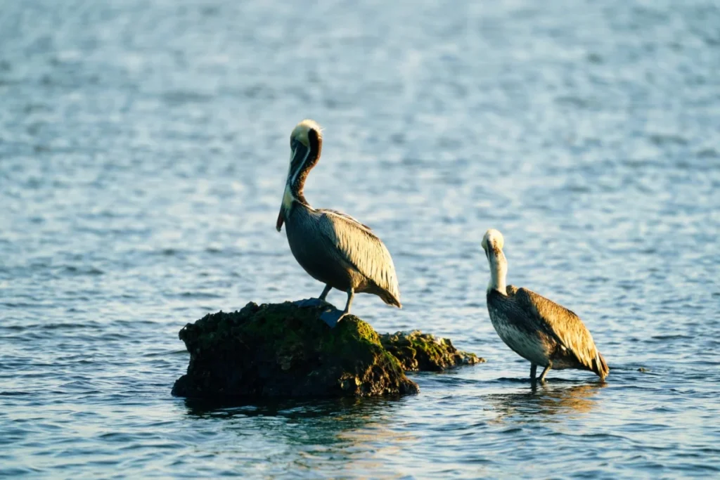 Pelican Point