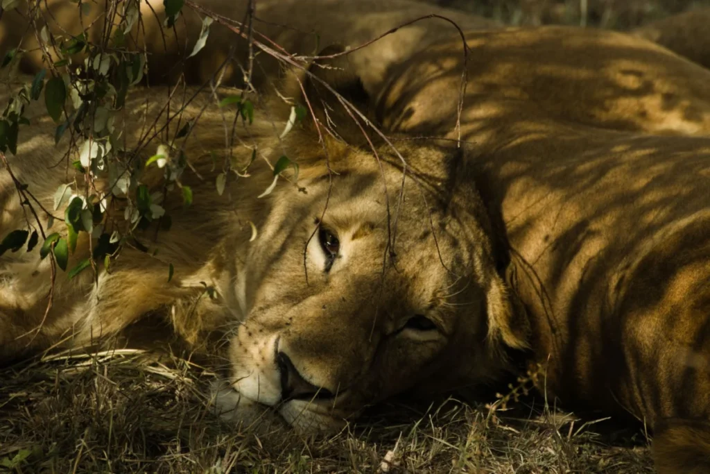 Safari Area