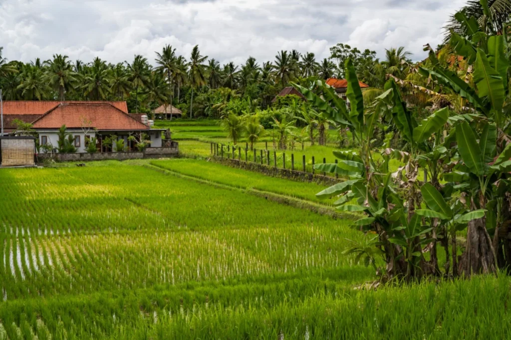 Petulu Village