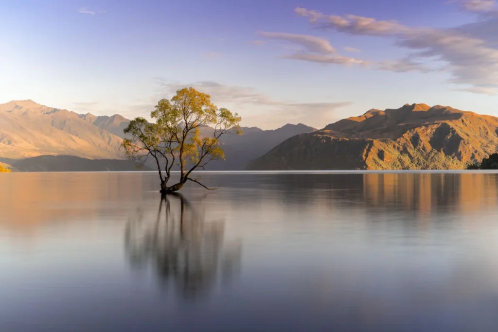 Rippon Vineyard