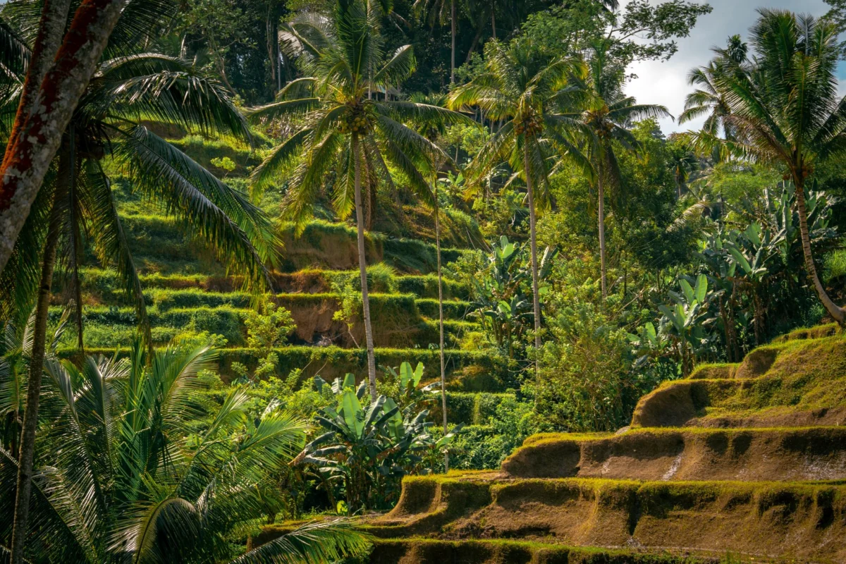Romantic view over lush Ubud rice terraces