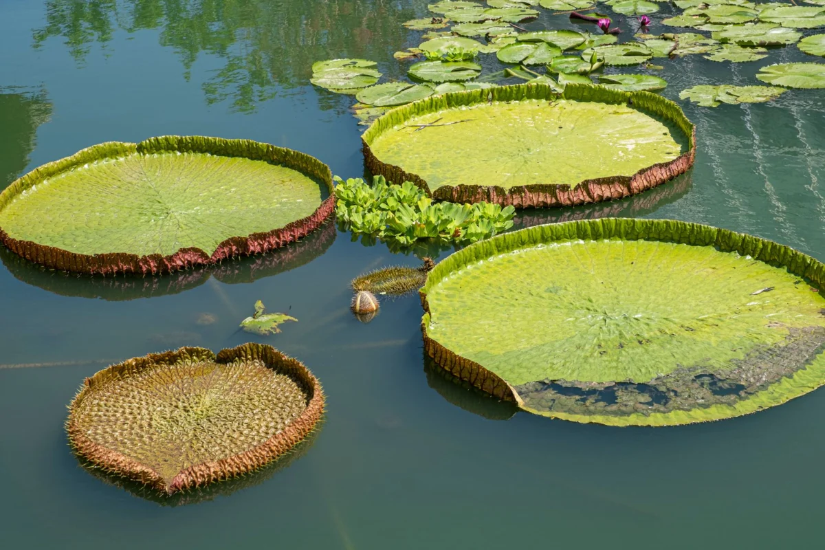 Lush botanical gardens in Roseau showcasing hidden gems