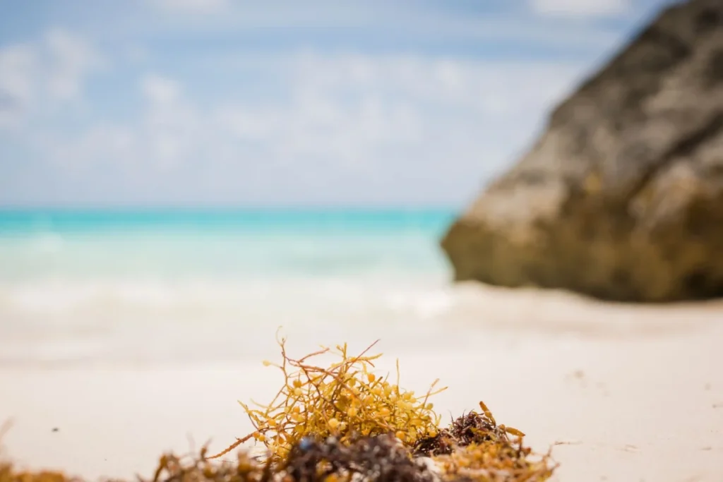 Sapodilla Bay