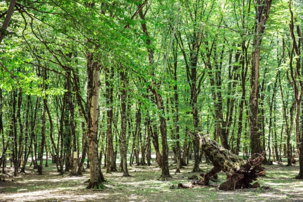 Saravan Forest Park